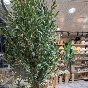 درختچه زیتون