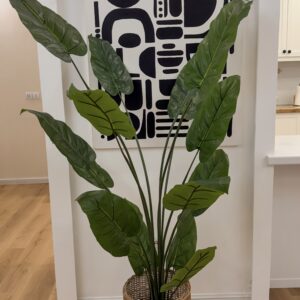 درختچه باباآدم ساده