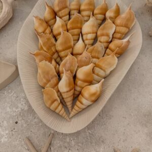 صدف قیفی طبیعی